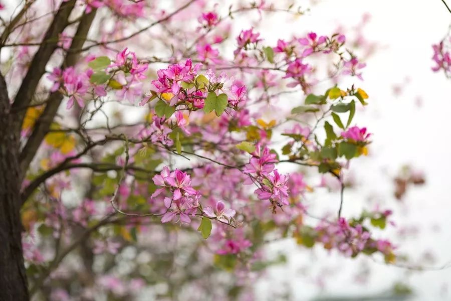 华南农业大学研究生招生信息,华南农业大学2020年本科招生计划