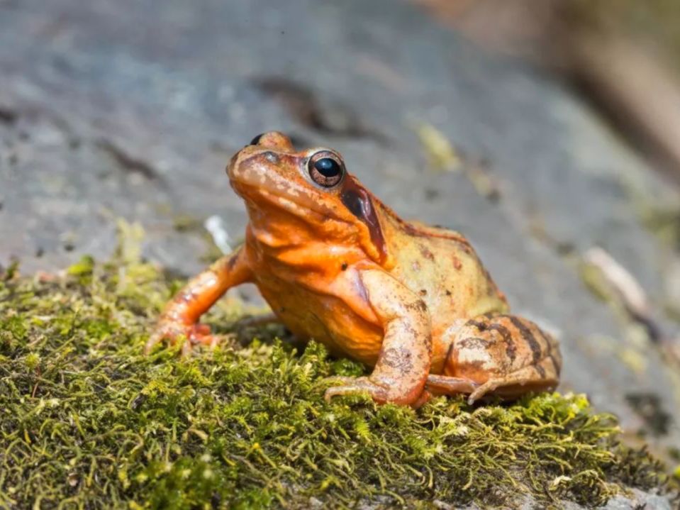 2.5浜垮勾鍚庣殑鍦扮悆鍙樺寲,涓滃寳鐏北鎬庝箞鍙樻垚绮粨