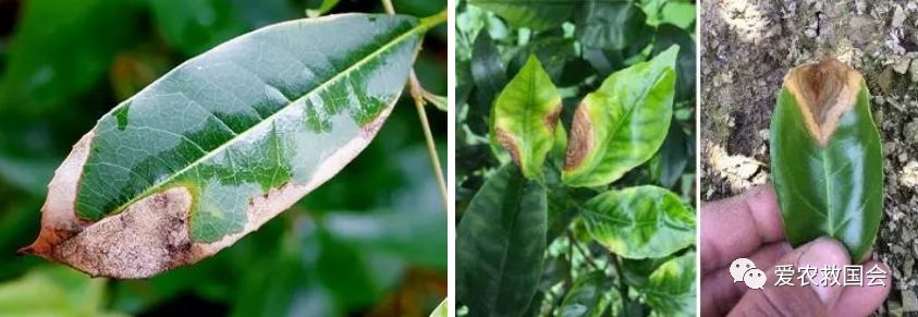 炭疽病防控方案,炭疽病的防治方法茶花