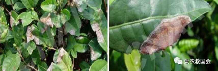 茶炭疽病,茶树炭疽病是真菌还是细菌病毒