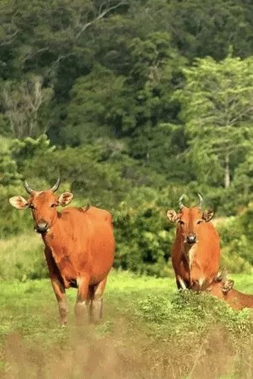 挖到一座免签直飞的超冷门海岛！火山浮潜摸小鹿，好玩秒杀巴厘岛
