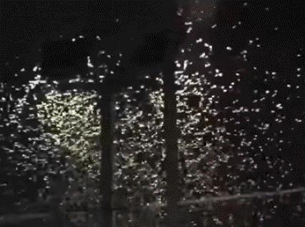 见到虫子很害怕怎么办,见到光就飞过来的虫子怎么去除