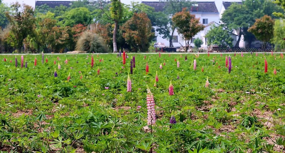 七月寻凉首选地！离上海车程仅1.5h，藏着座解暑小城！赏花赏水更赏情，藏着让人静下来的神奇魔力