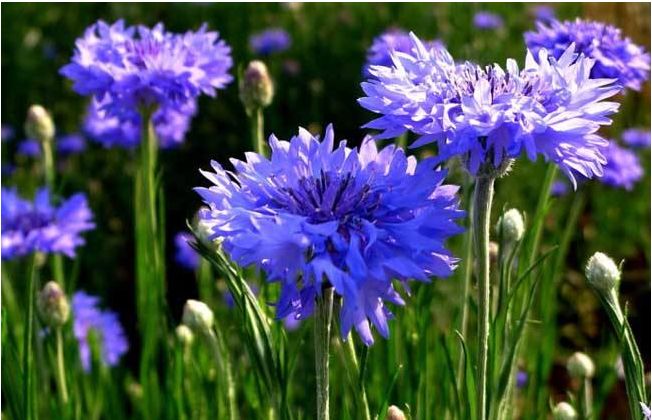 夜读|绝不低头的牛蒡花，你见过吗？