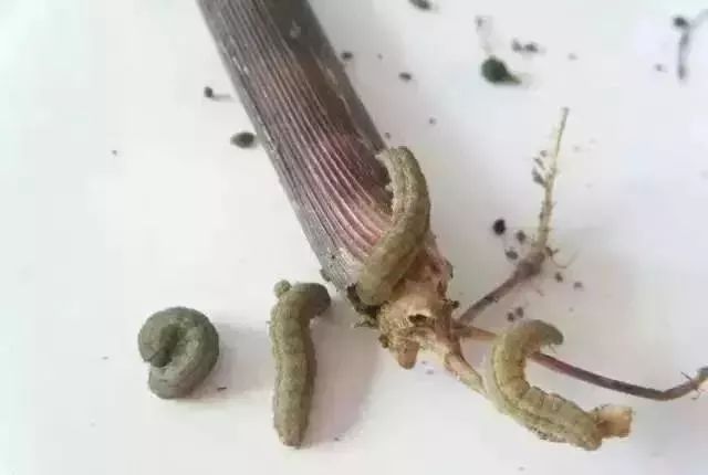 杀虫卵的特效杀虫剂最强,什么杀虫剂可以杀虫卵