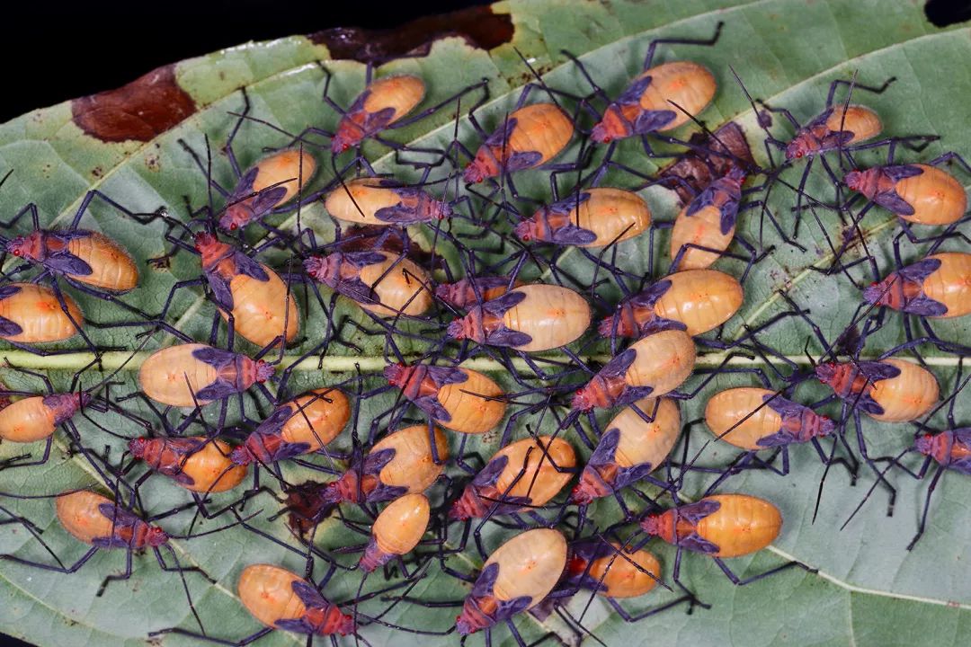 见到虫子很害怕怎么办,见到光就飞过来的虫子怎么去除