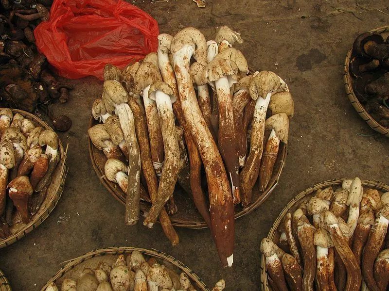 见到虫子很害怕怎么办,见到光就飞过来的虫子怎么去除