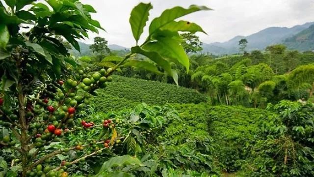 哥斯达黎加咖啡,哥斯达黎加阿拉比卡咖啡