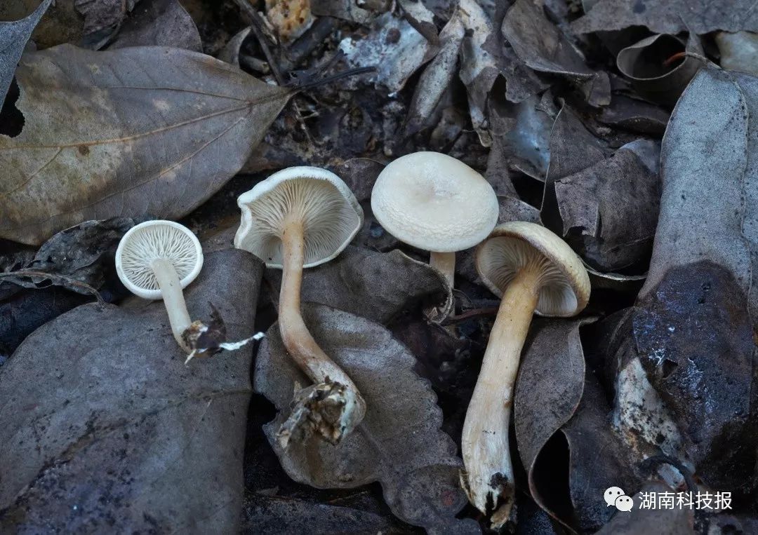 误食毒蘑菇的症状,误食毒蘑菇临床表现