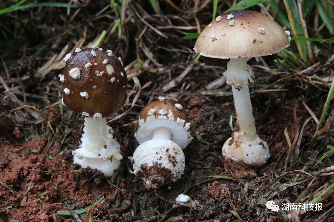 误食毒蘑菇的症状,误食毒蘑菇临床表现