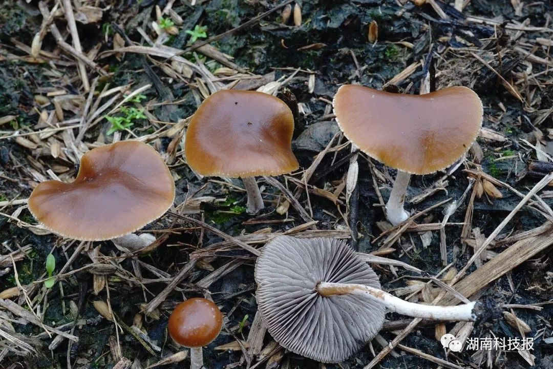 误食毒蘑菇的症状,误食毒蘑菇临床表现