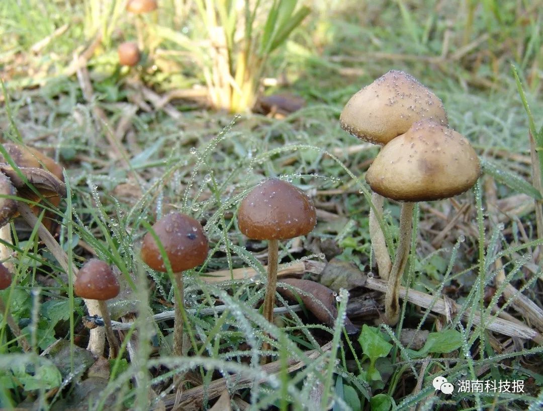 误食毒蘑菇的症状,误食毒蘑菇临床表现