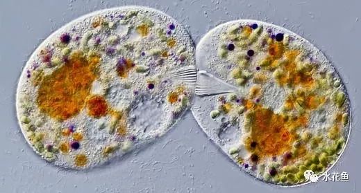 显微镜看到的藻类微生物形态图,藻类浮游生物