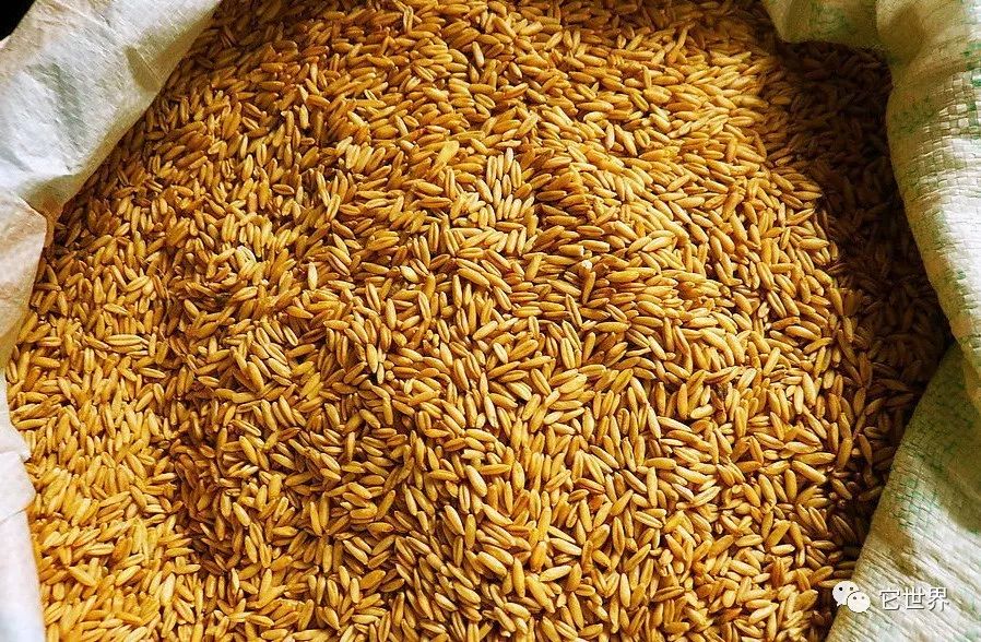 燕麦和燕麦片哪个降胆固醇好,燕麦和燕麦片区别在哪