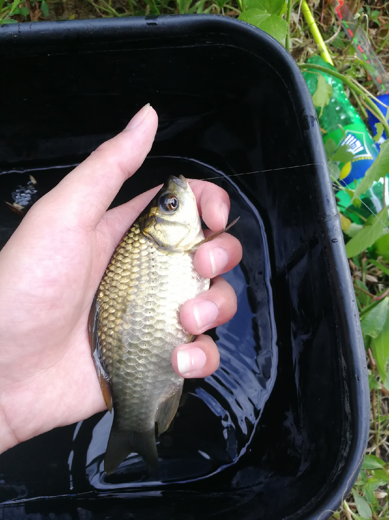 头顶烈阳开拓钓位逐泡寻鲫放流可怜鱼获