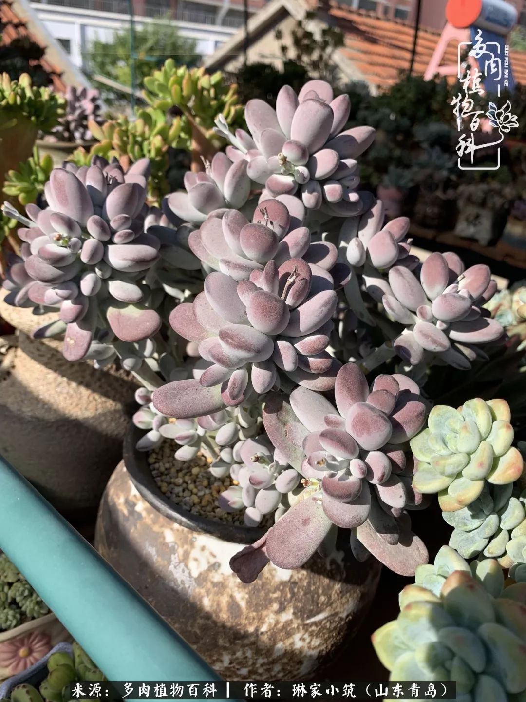 夏天已过一半你们的多肉还好吗,夏天已过半