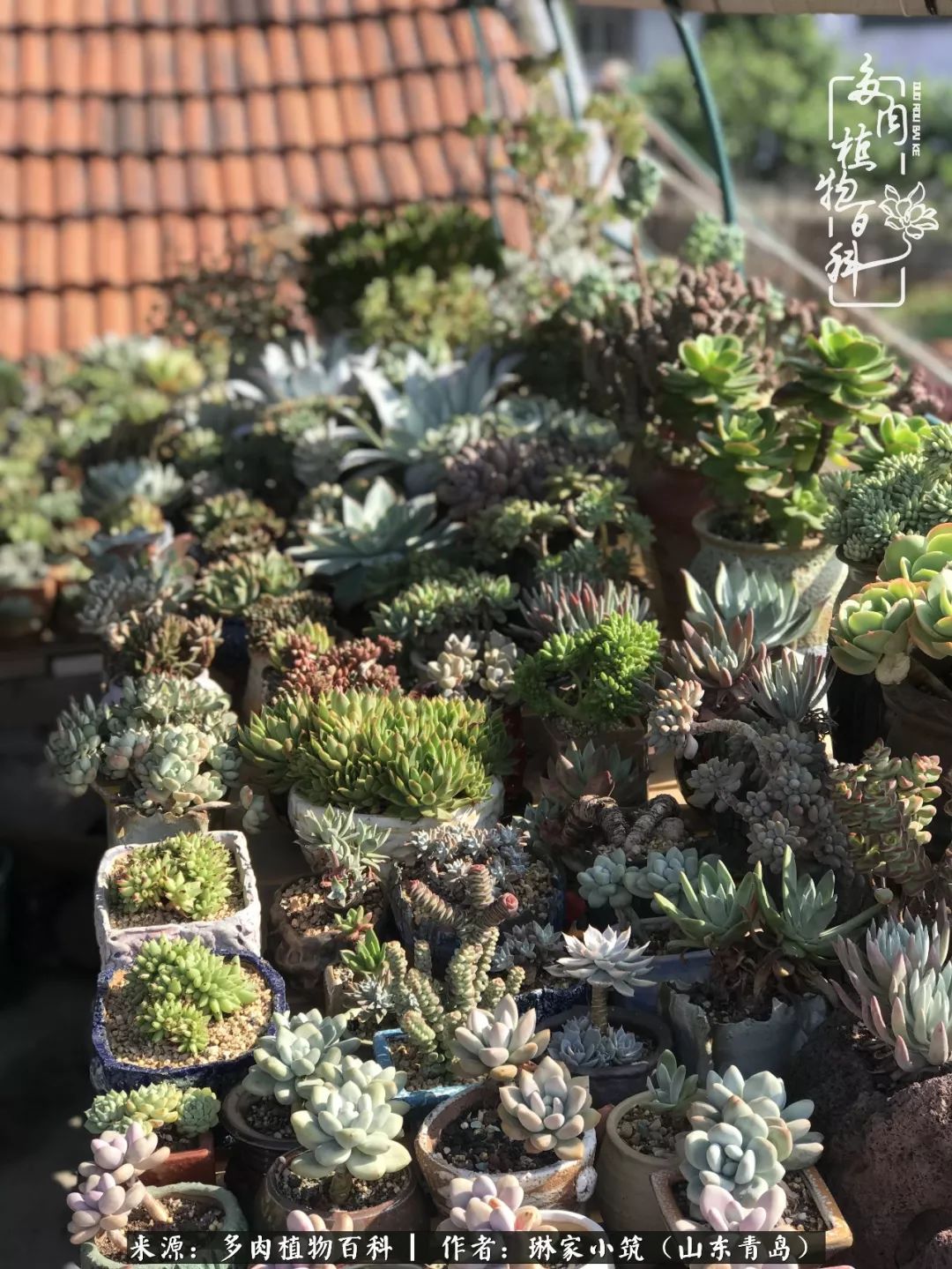 夏天已过一半你们的多肉还好吗,夏天已过半