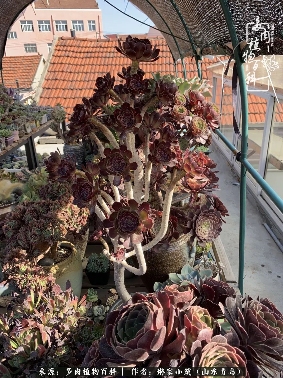 夏天已过一半你们的多肉还好吗,夏天已过半