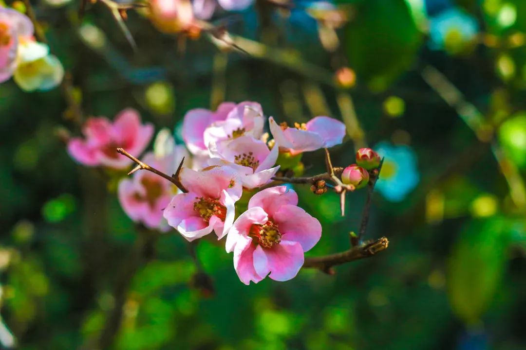 昆明金殿风景区历史,昆明金殿风景区古建筑之美