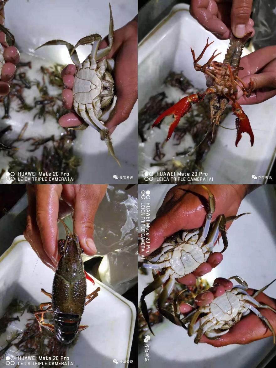 虾蟹塘怎么预防轮虫,虾蟹塘连续阴雨天如何管理