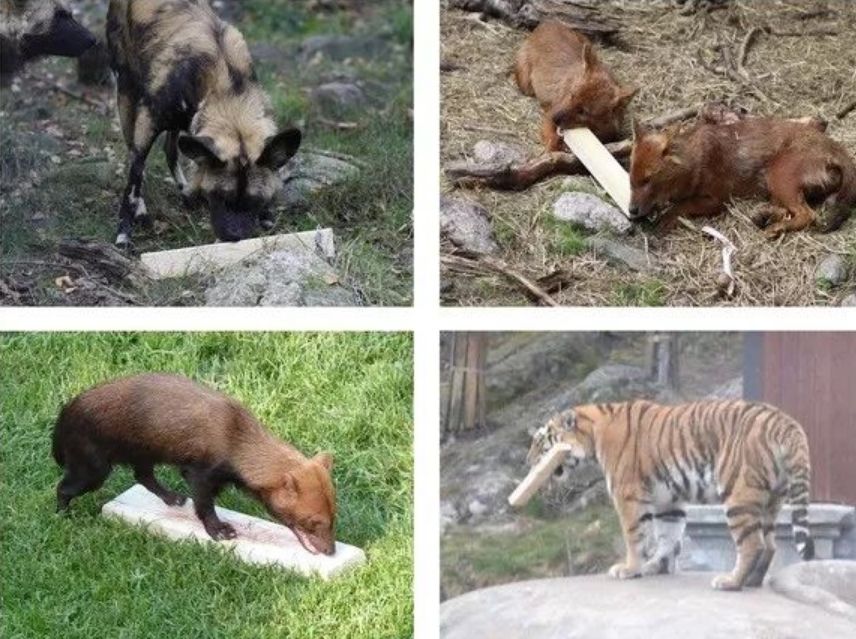 把血液做成美食，中国人最擅长