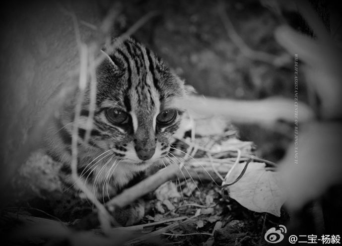 科普豹猫,豹猫科普视频