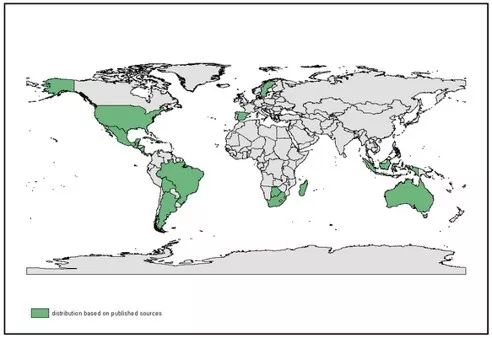 白毛香菇草,香菇草怎么养