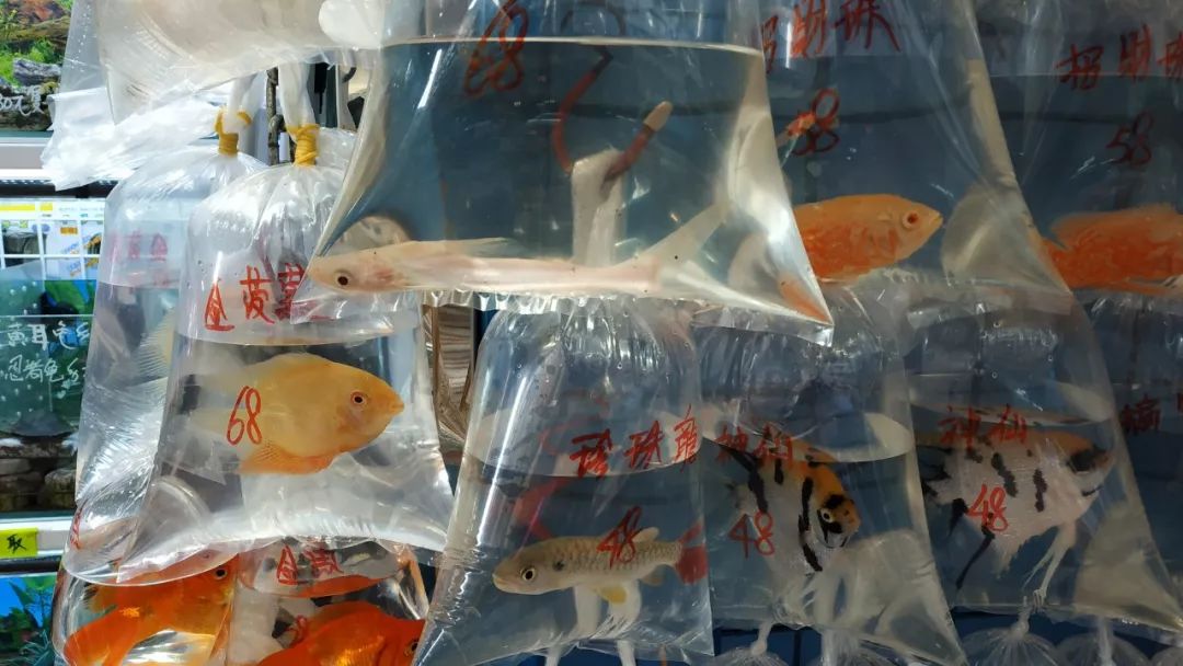 香港值得去的购物街,香港购物必去的街