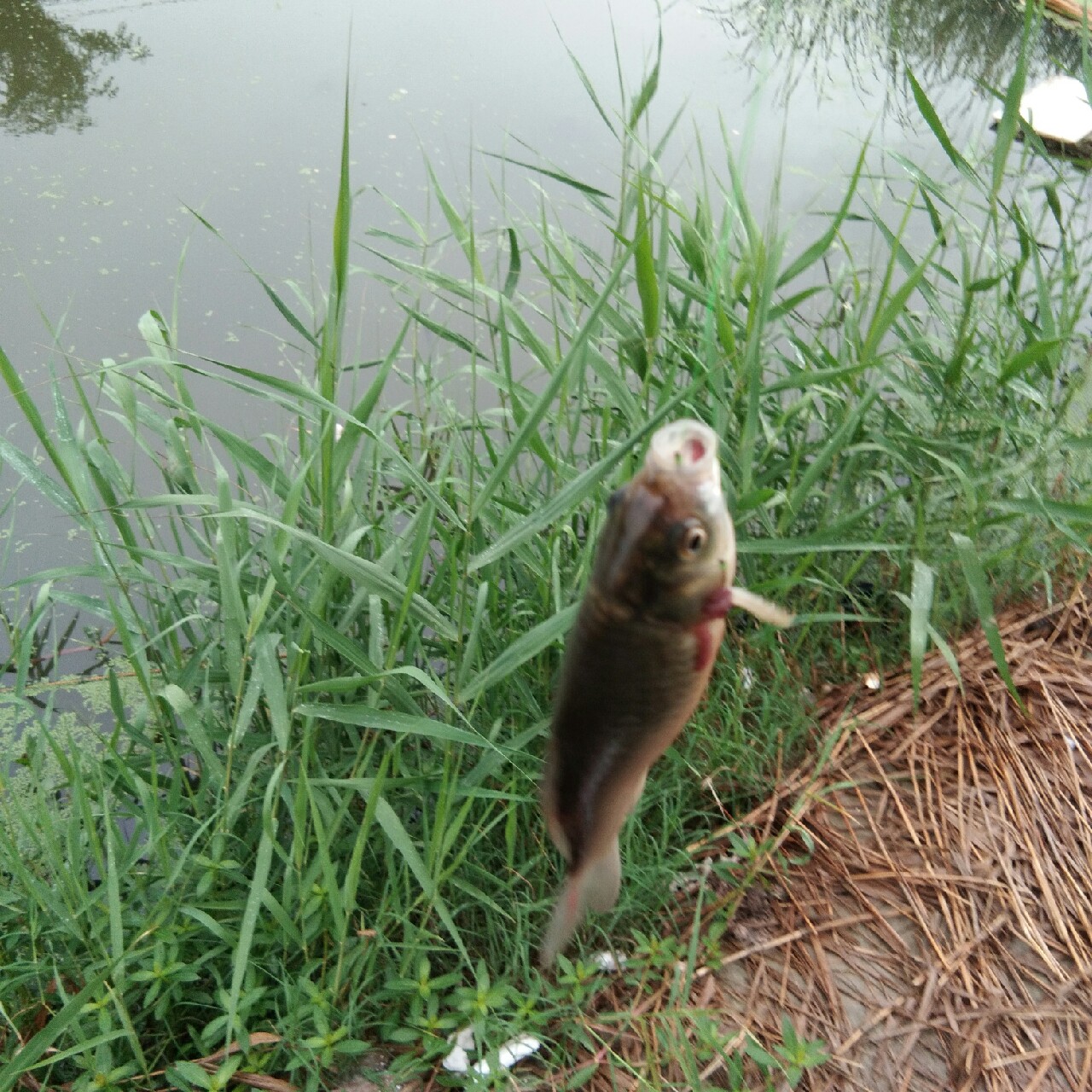 鍑哄笀鏈嵎韬厛姝婚暱浣胯嫳闆勬唱濮嬪共,鍑哄笀鏈嵎韬厛姝绘姌鎴熸矇娌欐剰闅惧钩