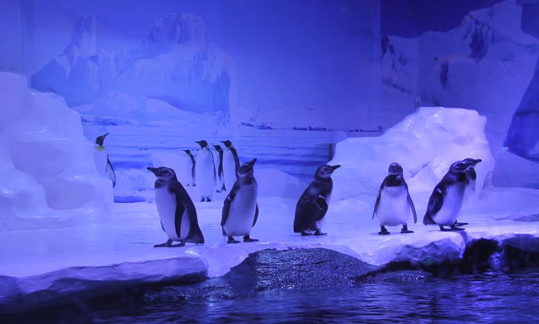 北海南珠节旅游攻略,南珠节北海