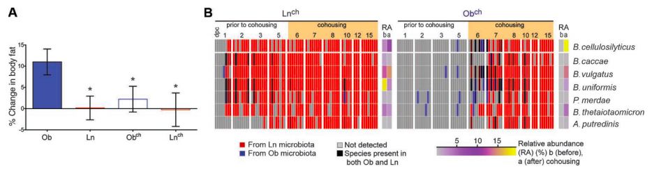 改变胖子的肠道菌群的益生菌,把胖人的肠道菌群移植给瘦人