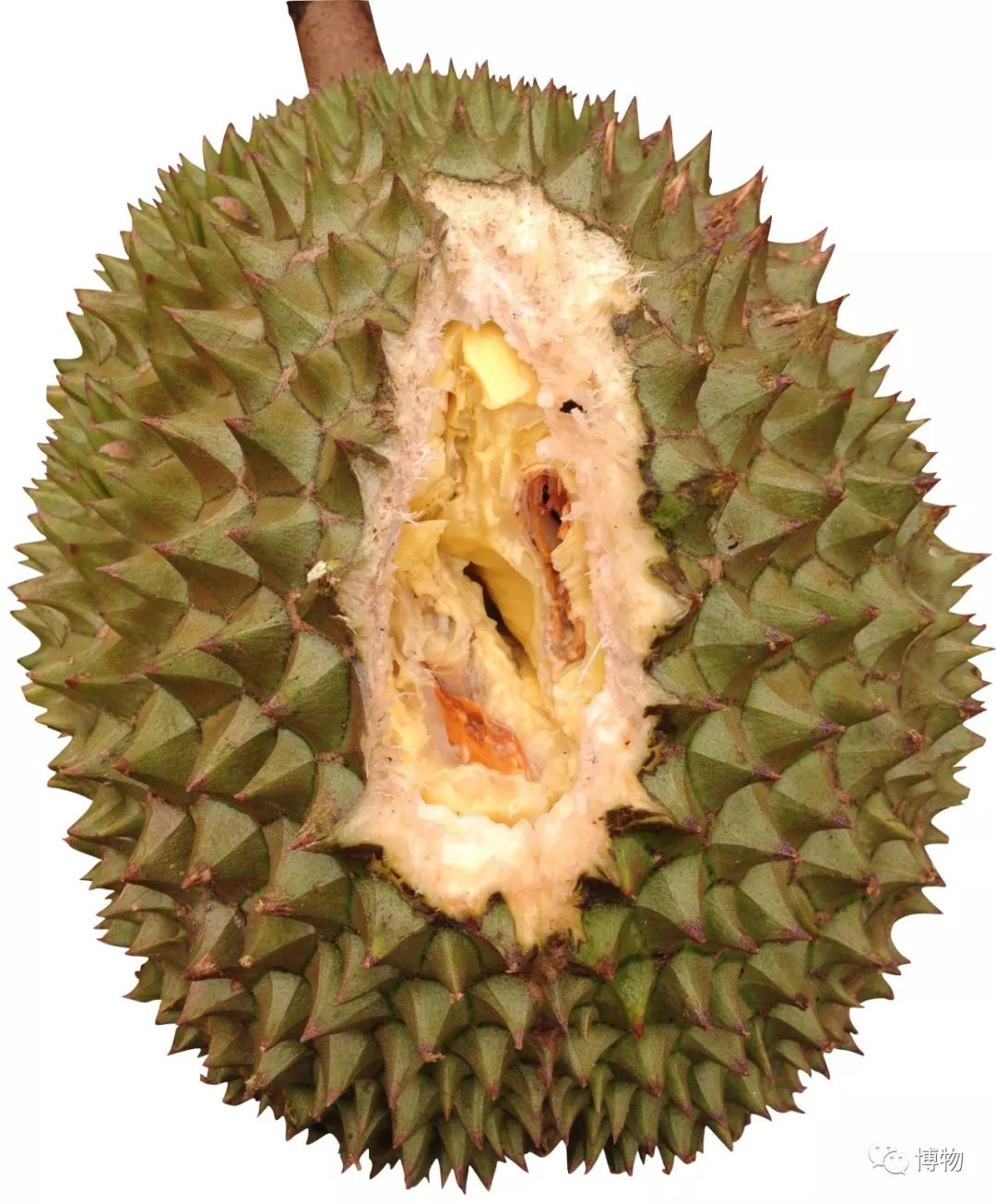 榴莲到底是啥味道,榴莲到底是甜的还是臭的