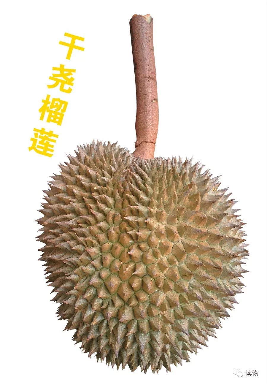 榴莲到底是啥味道,榴莲到底是甜的还是臭的