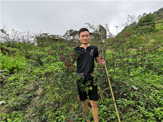 披荆斩棘创业获丰收——记石棉县返乡创业者张润