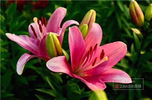 百合打卡地,百合打卡网红地