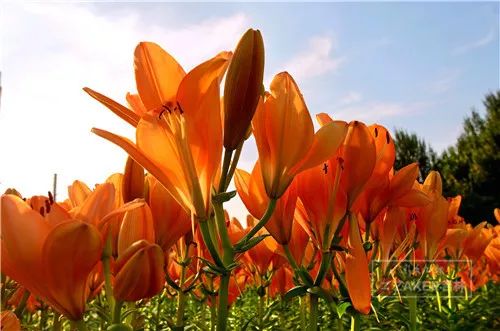 百合打卡地,百合打卡网红地