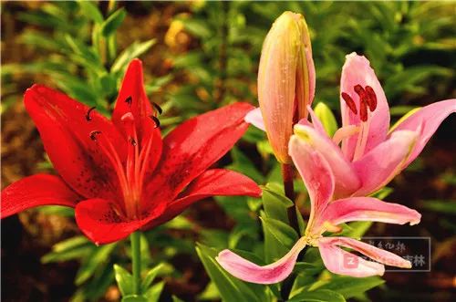 百合花海打卡地,春天长春网红打卡地