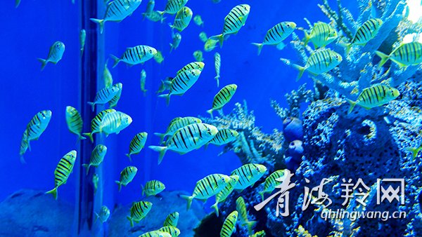 记者探访西宁海洋世界,西宁童梦海洋世界