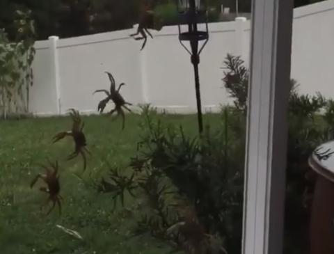 数百只螃蟹突然闯入家中,家中数百只螃蟹入侵