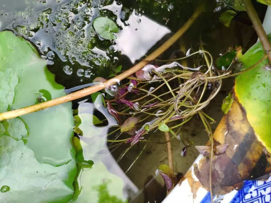 睡莲可以在沙底里生长吗,睡莲的养护方法图解