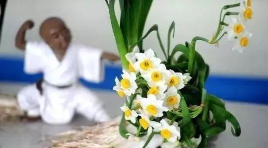 人大代表提议牡丹为国花,建议将牡丹确定为国花