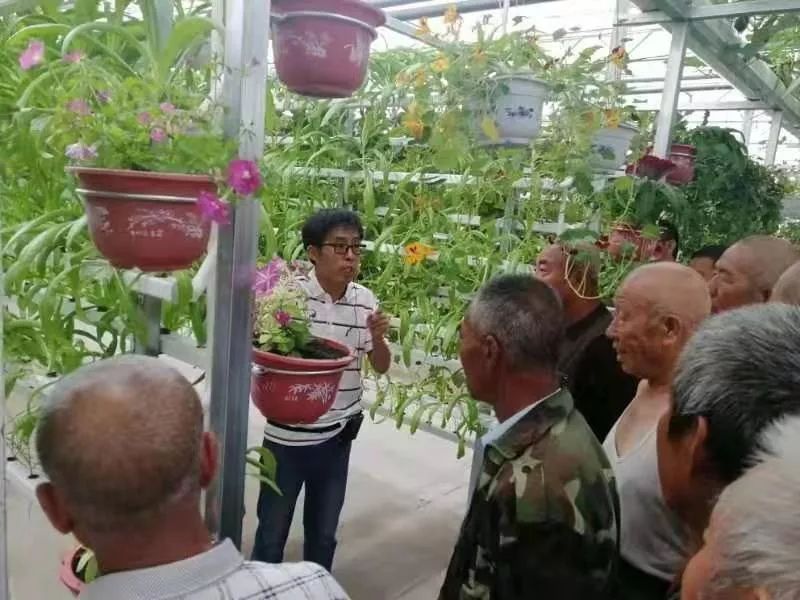 鄂尔多斯智能温室无土栽培,智能温室无土栽培作物有哪些