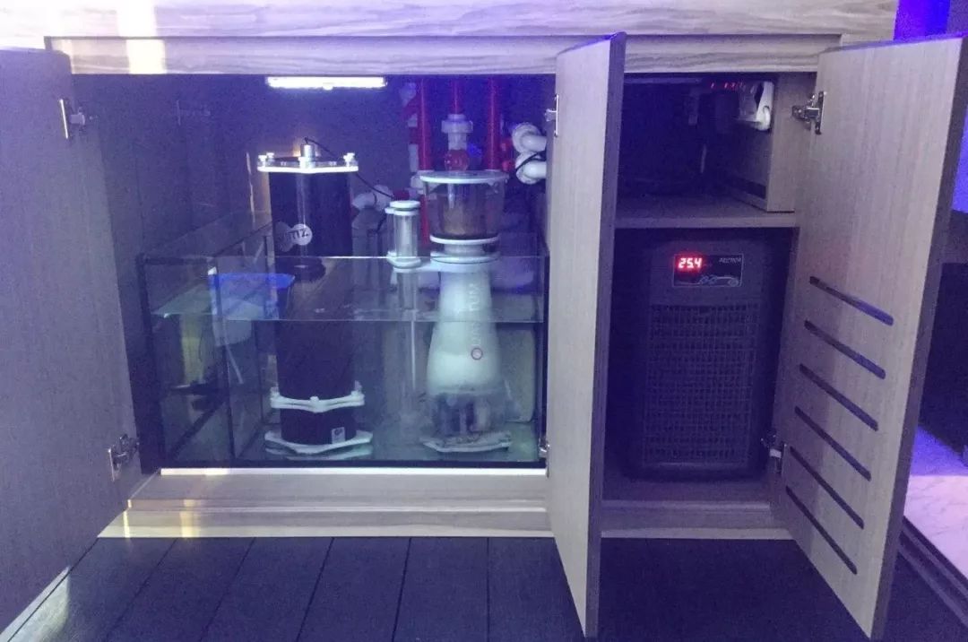 新开缸每天都有鱼死,新开缸鱼一直死