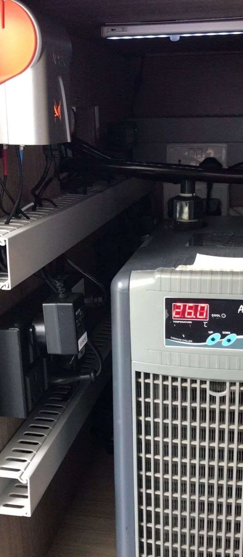 新开缸每天都有鱼死,新开缸鱼一直死