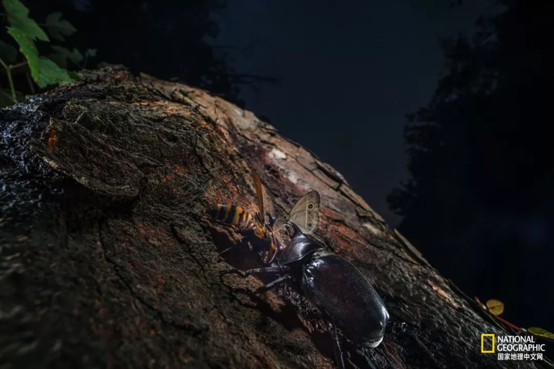 南京紫金山灵谷寺萤火虫,南京灵谷寺哪里可以看到萤火虫