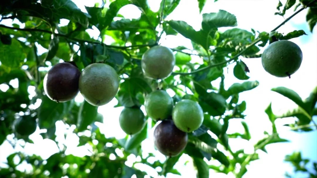 宾川最出名的石榴,大理宾川石榴