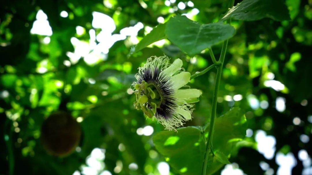 宾川最出名的石榴,大理宾川石榴