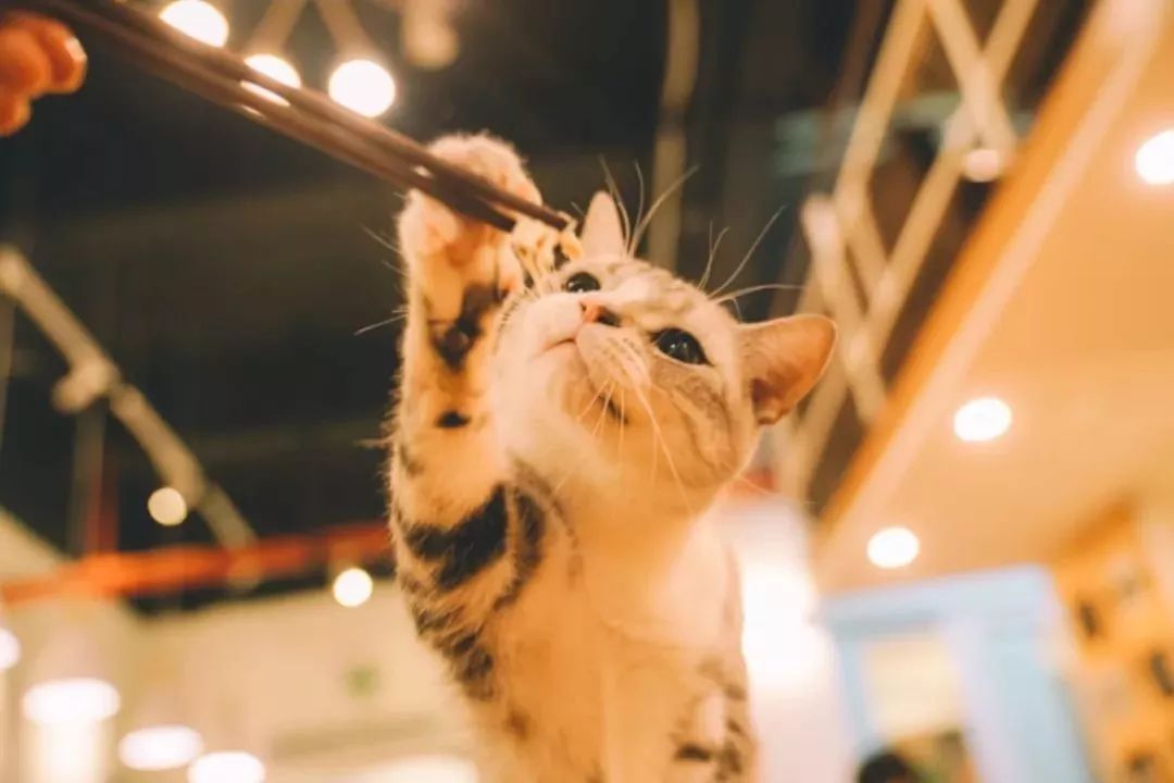 魔都咖啡地图,魔都人气咖啡图鉴