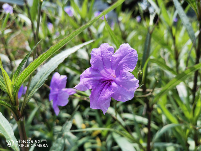 荣耀9xpro详细参数,荣耀9x与pro哪个更好