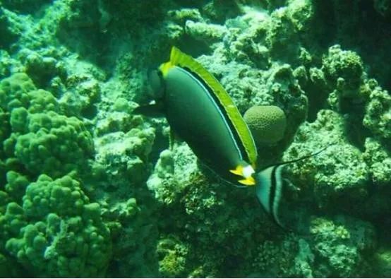 混养海缸鉴赏,混养大型海缸